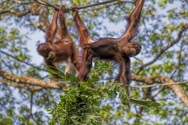 Bornea orangutan — Stock fotografie