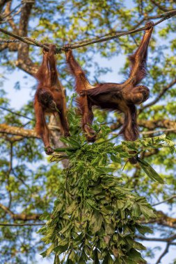 Borneo Orangutan