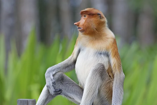 Scimmia della proboscide — Foto Stock