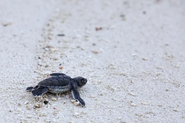 Kareta hatchlings — Stock fotografie