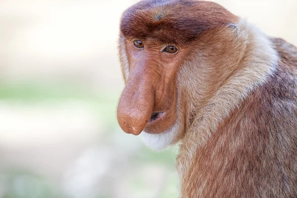 Snabel monkey — Stockfoto