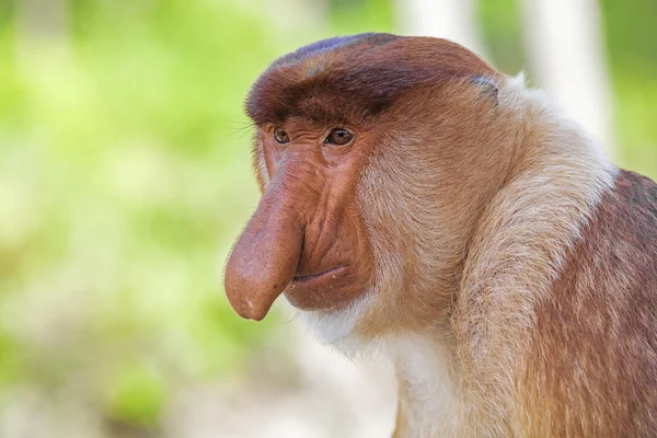 Macaco-probóscide — Fotografia de Stock