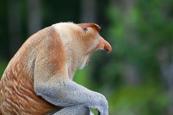 Rüsselaffe — Stockfoto