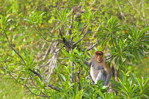 Snabel monkey — Stockfoto