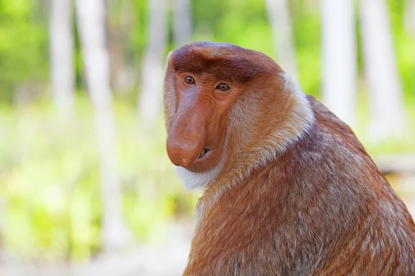 Macaco-probóscide — Fotografia de Stock