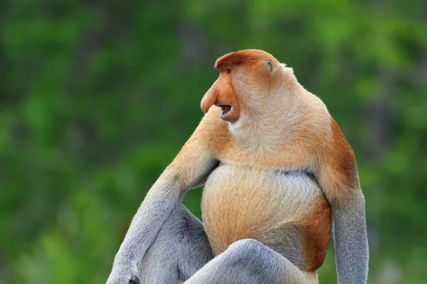 Mono de probóscis — Foto de Stock