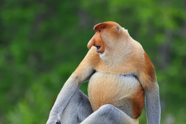 Macaco-probóscide — Fotografia de Stock