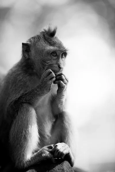 Lange-tailed makaak monkey — Stockfoto