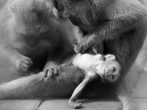 Macaco dalla coda lunga Scimmia — Foto Stock