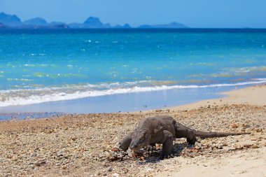 Komodo Ejderi