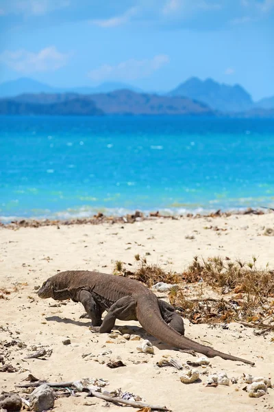 Komodo dragon — Stock fotografie