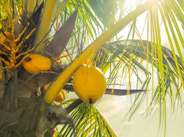 Frutos de coco — Foto de Stock