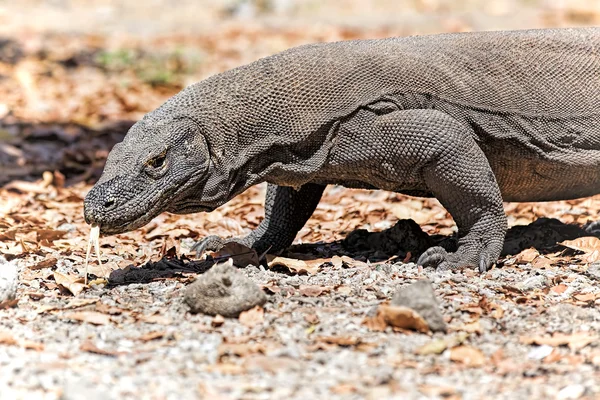 Dragão de Komodo — Fotografia de Stock