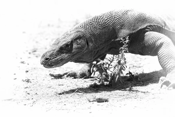 Dragão de Komodo — Fotografia de Stock