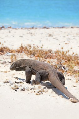 Komodo Ejderi