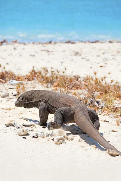 Smok Komodo — Zdjęcie stockowe