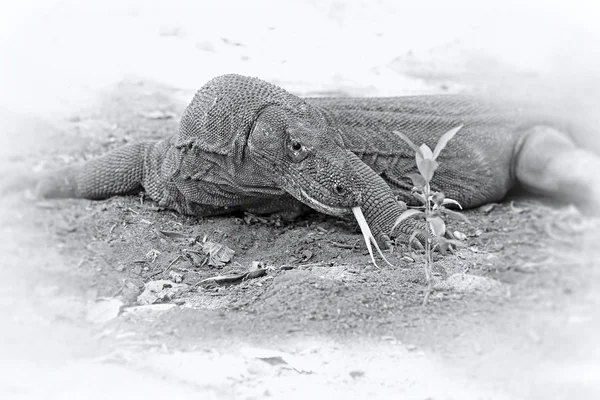 Dragón de Komodo — Foto de Stock