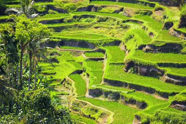 Terraza de arroz — Foto de Stock