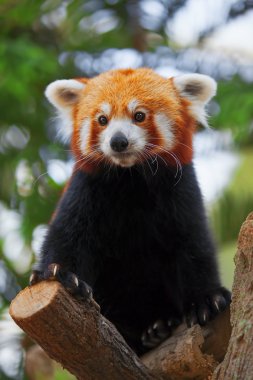 Kızıl panda