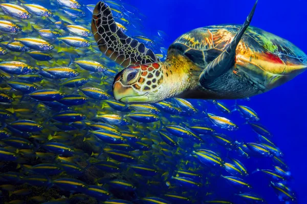 Green turtle — Stock Photo, Image