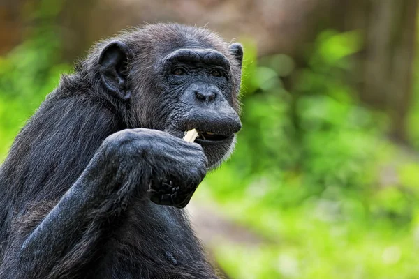 Gemeenschappelijke chimpansee — Stockfoto