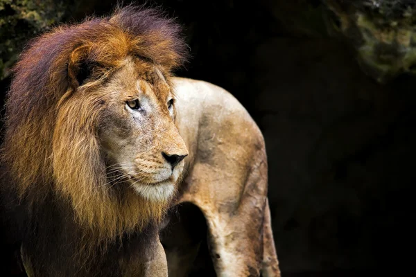 Lion portrait — Stock Photo, Image