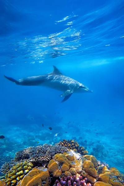 Delfino e coralli — Foto Stock