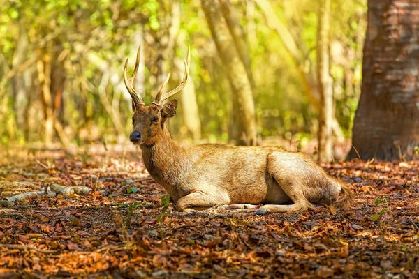 Komodo herten — Stockfoto