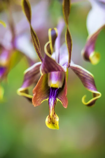 Orchid in bloom — Stock Photo, Image