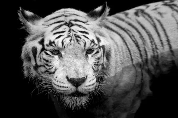 White Tiger — Stock Photo, Image