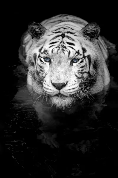 White tiger Stock Photos, Royalty Free White tiger Images | Depositphotos