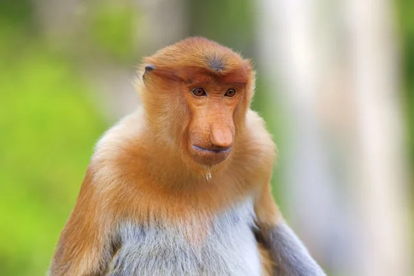Mono de probóscis —  Fotos de Stock