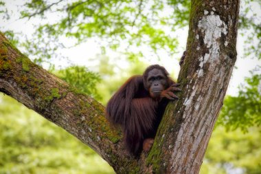 Borneo Orangutan