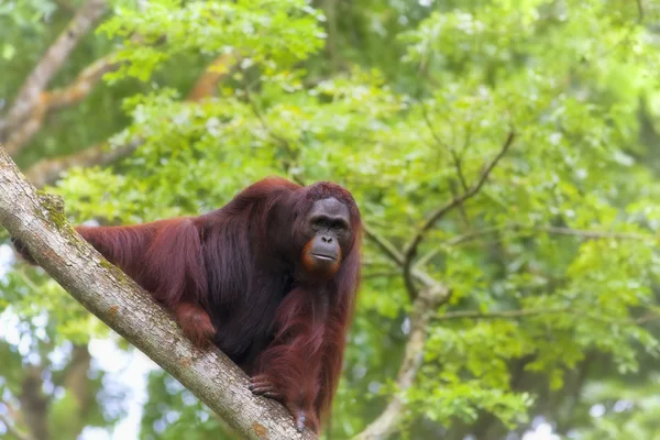 Borneo Orangutan — Stok fotoğraf