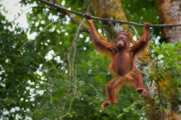 Borneo Orangután — Foto de Stock