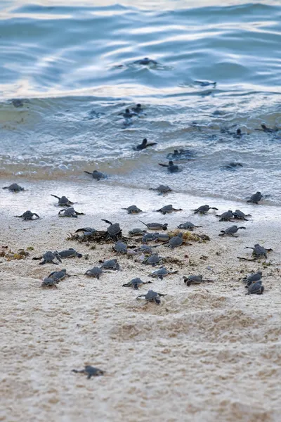 Schildpad hatchlings — Stockfoto