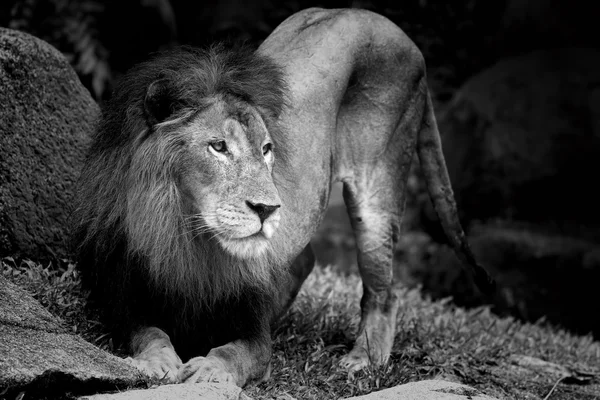 狮子肖像 — 图库照片