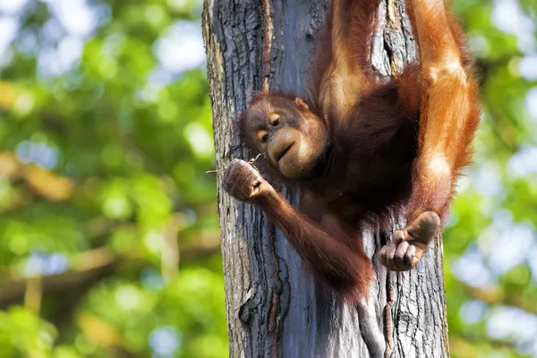 ボルネオ オランウータン — ストック写真