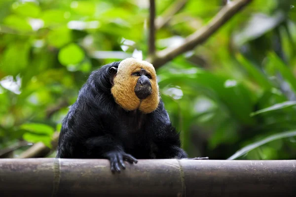 Saki-Affe mit weißem Gesicht — Stockfoto