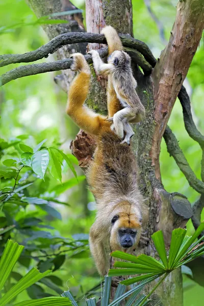 Macaco-uivo-manchado — Fotografia de Stock