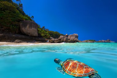 Yeşil Kaplumbağa Similan Adaları