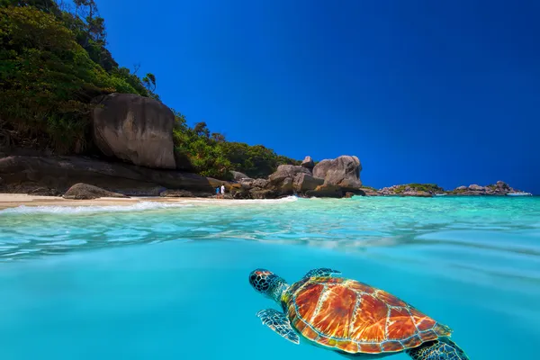 Grüne Schildkröte auf ähnlichen Inseln Stockbild