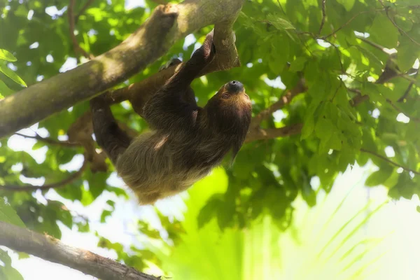 Sloth à deux orteils — Photo