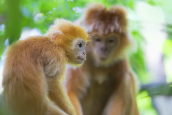 Maroone macacos de folha — Fotografia de Stock