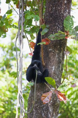 Siamang Gibbon