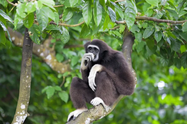Gibbon-Affe — Stockfoto