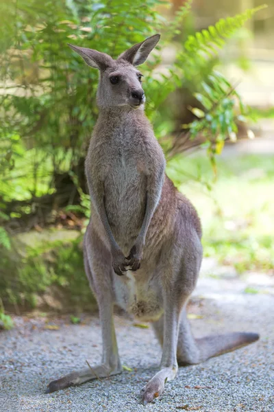 Eastern Grey Kangaroo — Stock Photo, Image