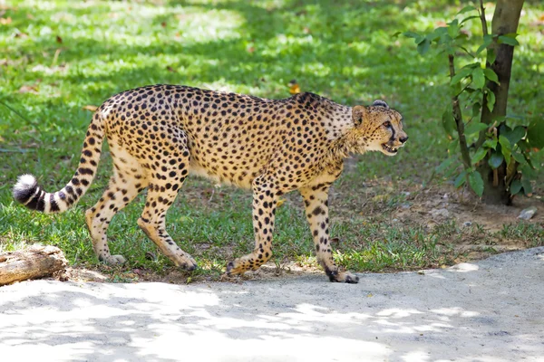 Wild Cheetah — Stock Photo, Image