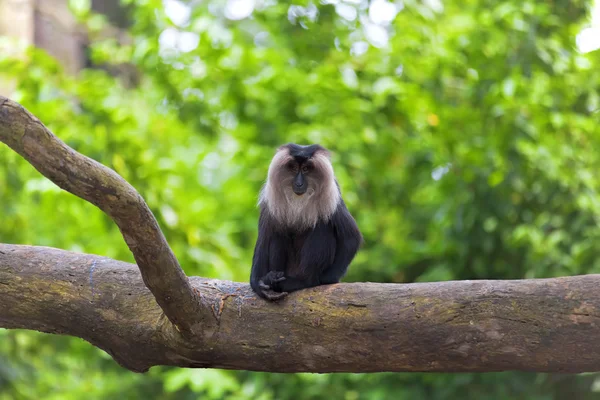 Macaco dalla coda di leone Immagine Stock