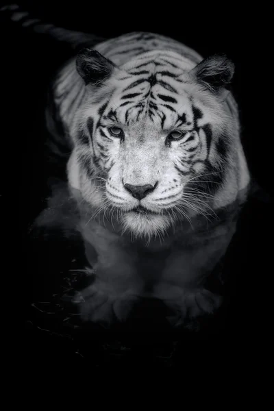 White Tiger — Stock Photo, Image